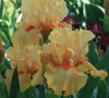Iris Celtic Glory