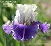 Iris Champagne Journey