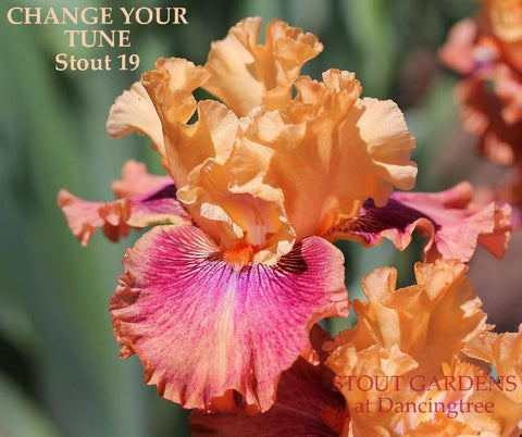Iris Change Your Tune