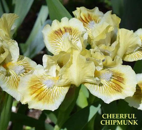 Iris Cheerful Chipmunk