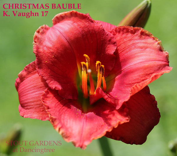 Daylily Christmas Bauble