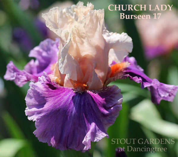 Iris Church Lady