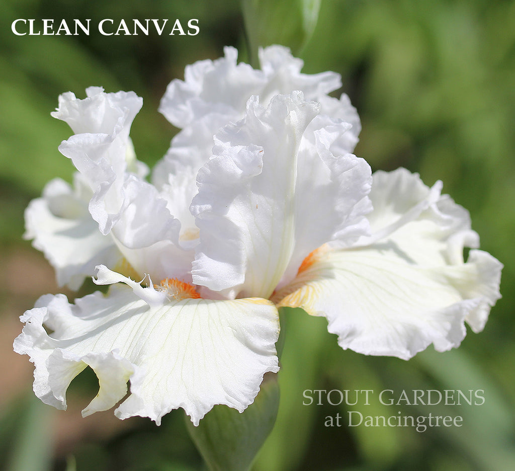 Iris Clean Canvas
