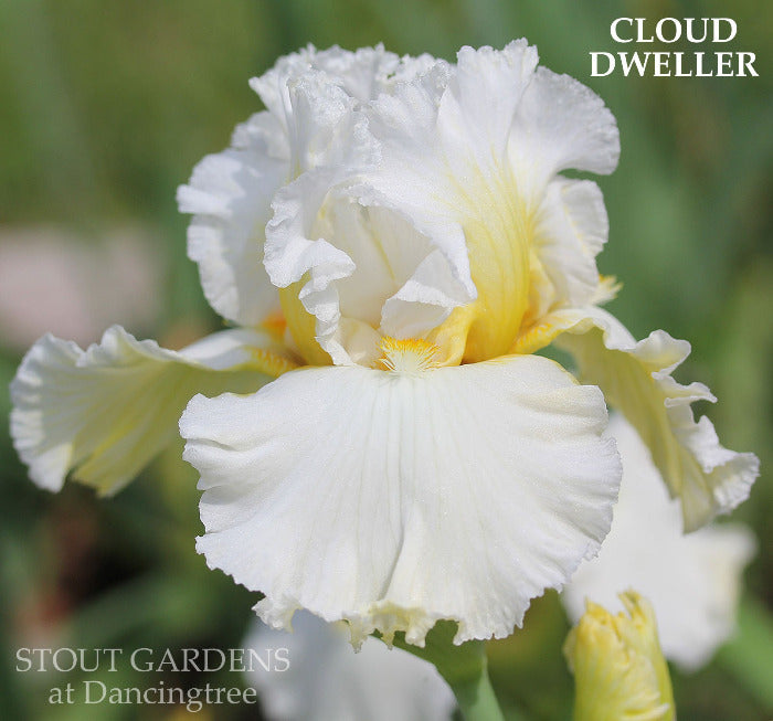 Iris Cloud Dweller