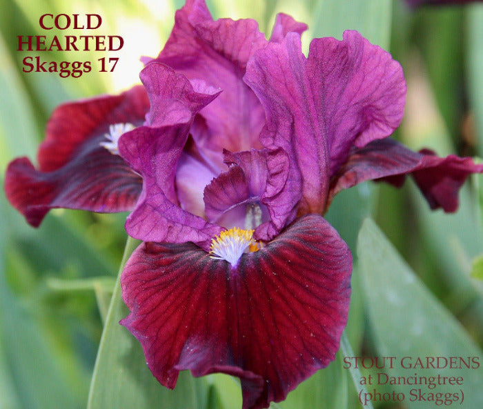 Iris Cold Hearted
