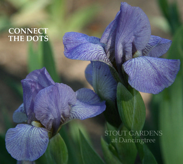 Iris Connect The Dots