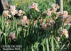 Iris Conte De Fees
