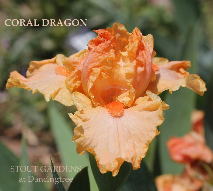 Iris Coral Dragon