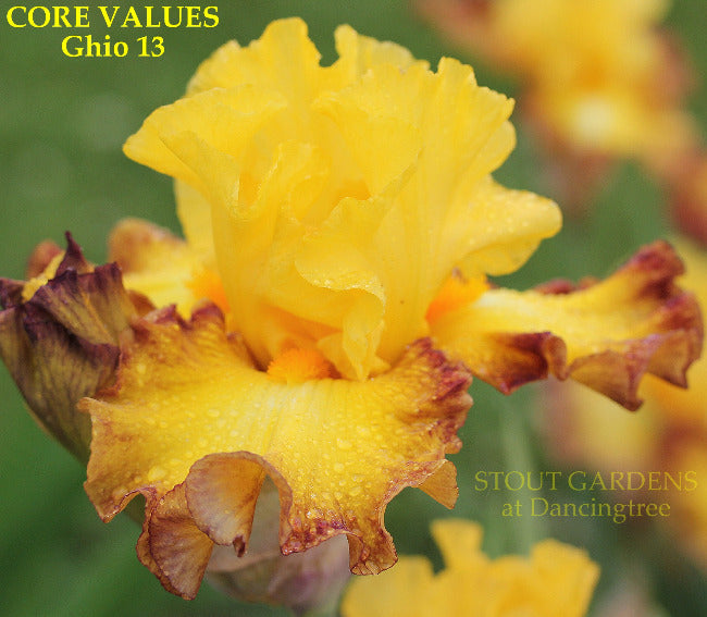 Iris Core Values