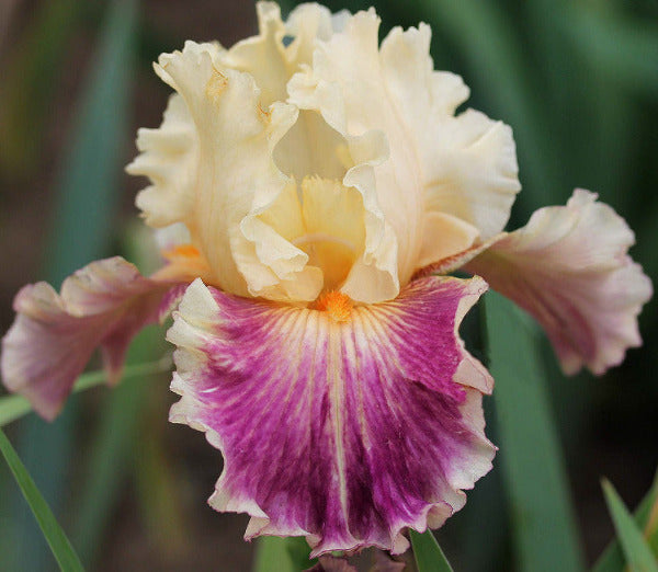 Iris Cosmopoly