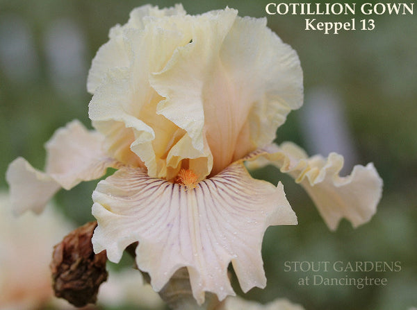 Iris Cotillon Gown