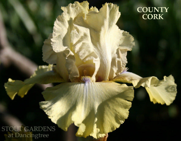 Iris County Cork