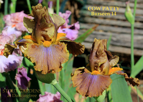 Iris Cow Patty