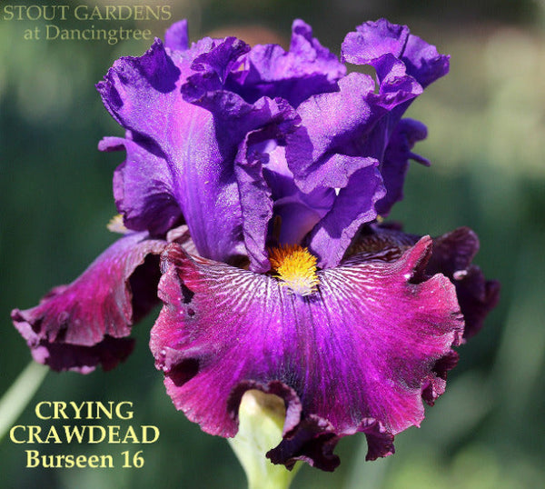 Iris Crying Crawdead