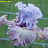 Iris Curtsy Queen