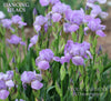 Iris Dancing Lilacs