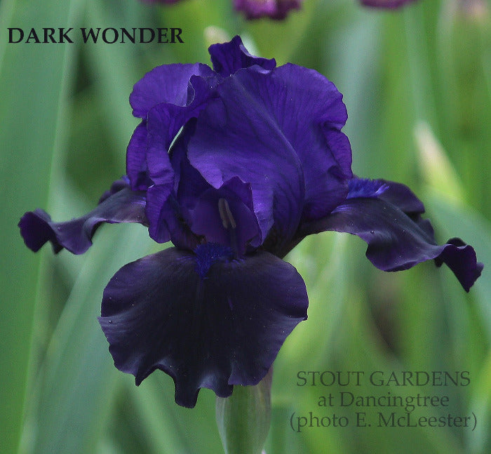 Iris Dark Wonder