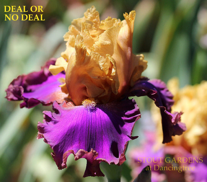 Iris Deal Or No Deal