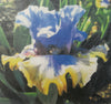 Iris Delldicated