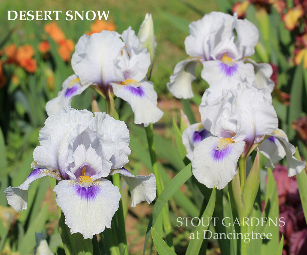 Iris Desert Snow