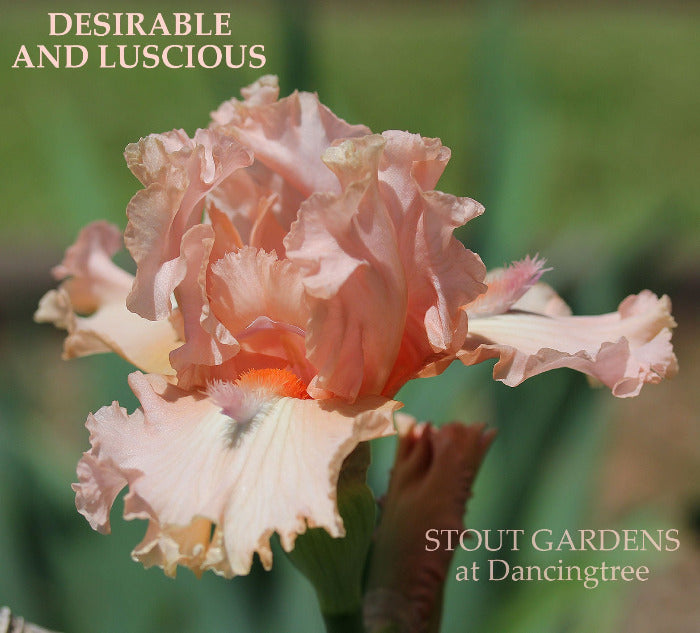 Iris Desirable And Luscious