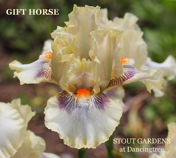 Iris Gift Horse