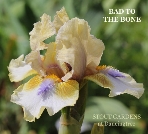 Iris Bad To The Bone