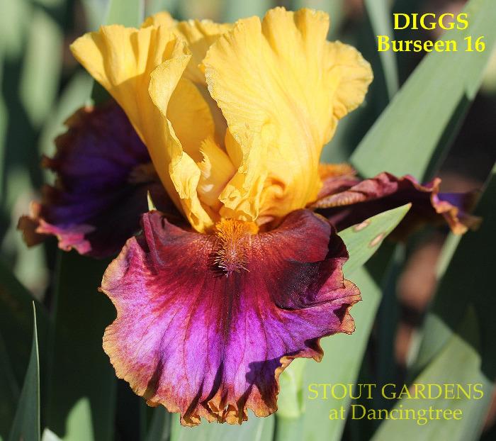 Iris Digs
