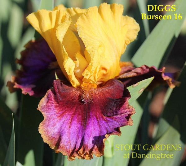 Iris Digs