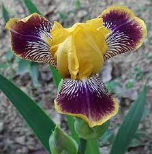 Iris Ding Dong Bell