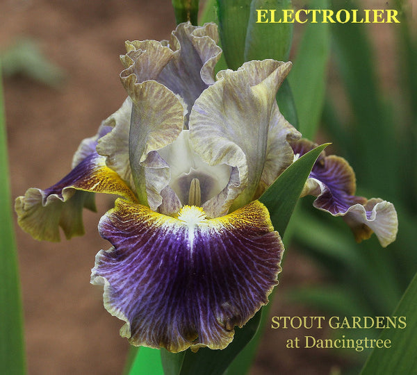 Iris Electrolier