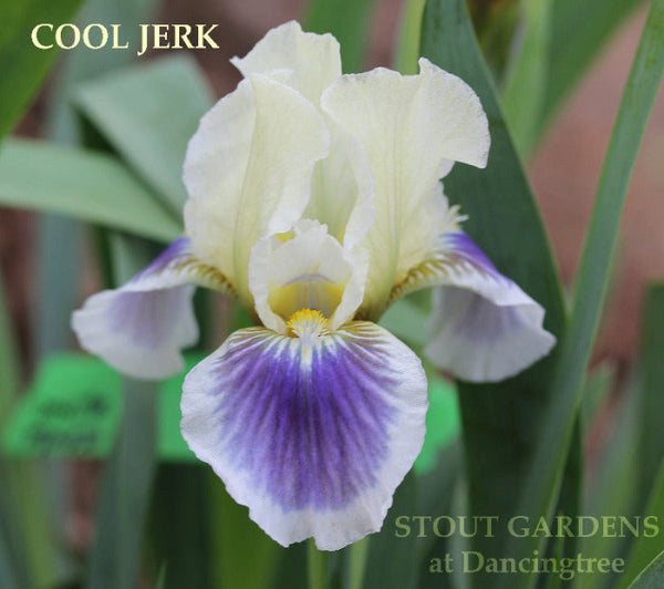 Iris Cool Jerk