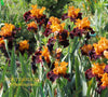 Iris Torched