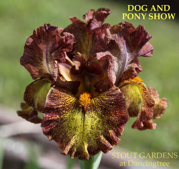 Iris Dog And Pony Show