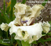 Iris Down Loaded