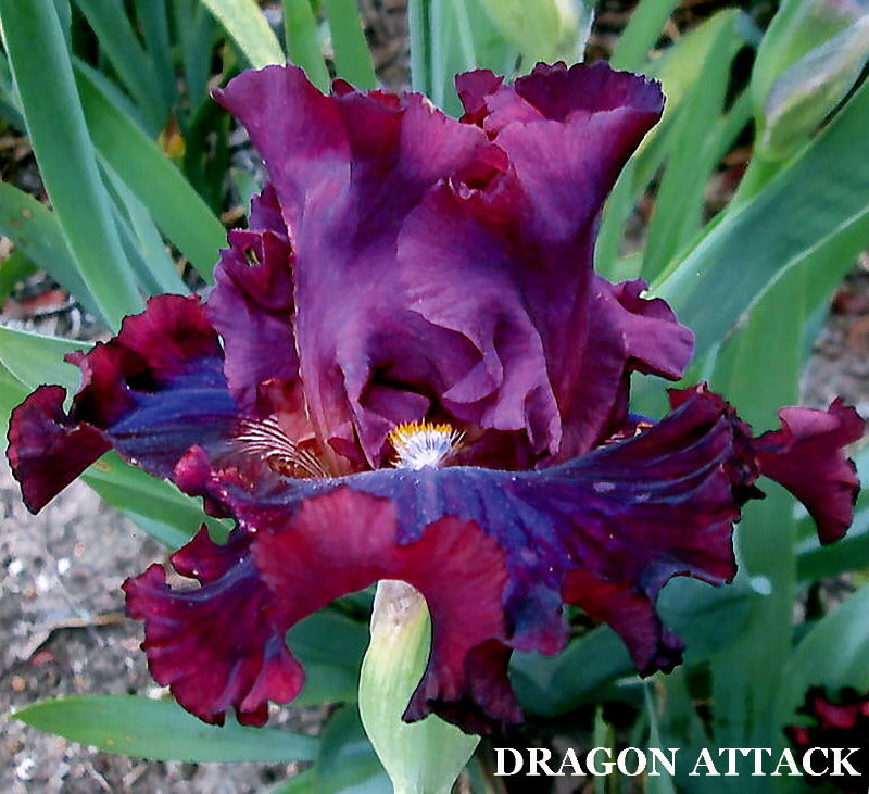 Iris Dragon Attack
