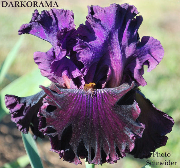Iris Darkorama