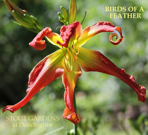Daylily Birds Of A Feather