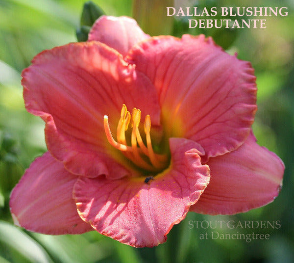 Hot pink daylily flower with 'Dallas Blushing Debutante' name at 'Stout Gardens at Dancingtree'.