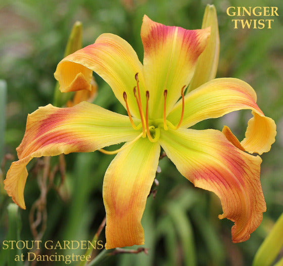 'Ginger Twist' daylily with yellow and orange petals on a blurred green background at 'Stout Gardens At Dancingtree'.