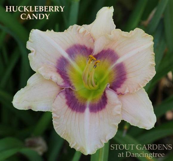 A close-up image of a tetraploid daylily with cream flowers, violet blue eye, and green throat, labeled 'Huckleberry Candy' and 'Stout Gardens at Dancingtree'.