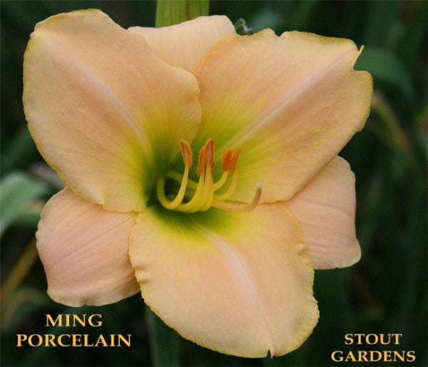 Light pink daylily flower with green center named 'Ming Porcelain' available  from 'Stout Gardens at Dancingtree'.