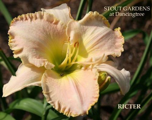 A pink daylily with a ruffled edge and a green throat, named 'Ricter' available at 'Stout Gardens at Dancingtree'. 