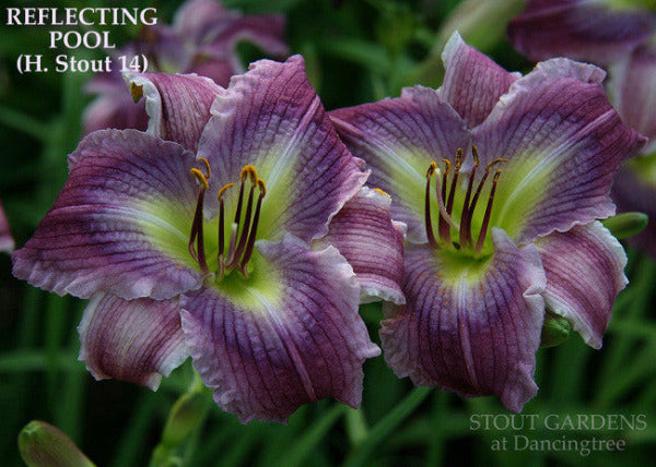 *Purple daylily 'REFLECTING POOL' is shown at 'Stout Gardens At Dancingtree'.