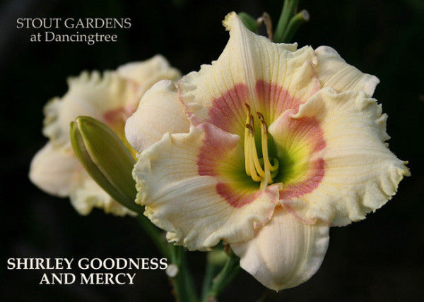 A close-up image of a cream-colored daylily flower with a fuchsia rose halo above the green throat. named 'Shirley Goodness and Mercy' at 'Stout Gardens at Dancingtree'.