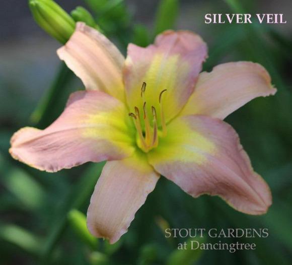 A close-up image of a lilac-colored daylily flower with a cream throat, labeled as 'Silver Veil' and attributed to Stout Gardens at Dancingtree.