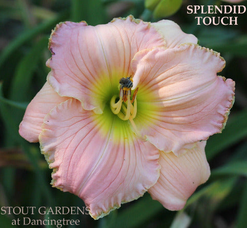A close-up image of a pink daylily flower with a green throat, labeled 'Splendid Touch' at 'Stout Gardens At Dancingtree'.