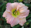 A close-up image of a pink daylily flower with a green throat, labeled 'Splendid Touch' at 'Stout Gardens At Dancingtree'.