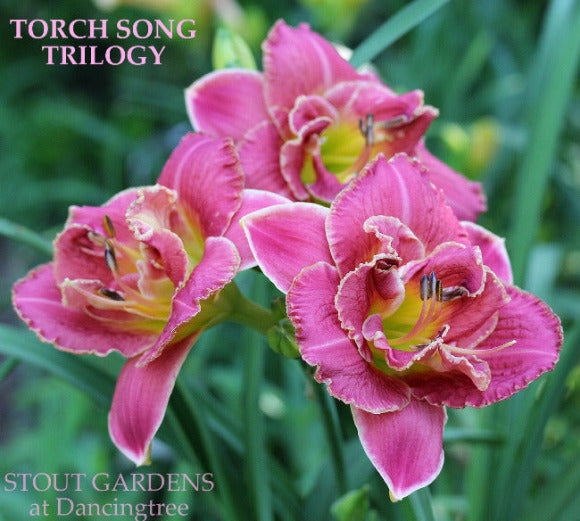 Daylily Torch Song Trilogy