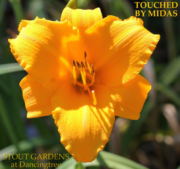Yellow flower with 'Touched by Midas' text and 'Stout Gardens at Dancingtree' branding.